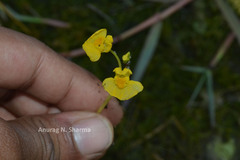 Utricularia stellaris